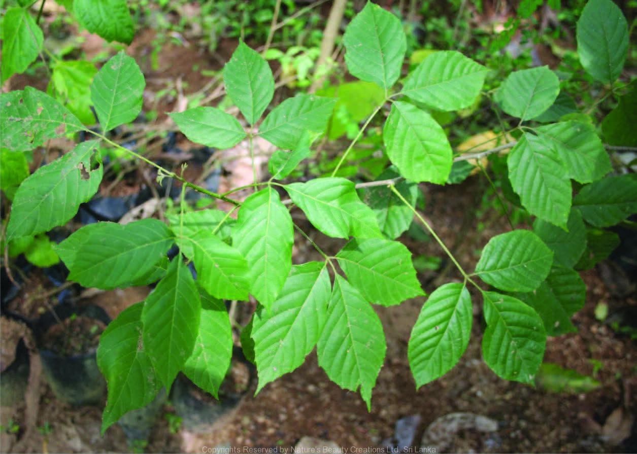 Cây Chạc ba. Allophylus cobbe (L.) Raeusch - Cây Thuốc Nam Quanh Ta